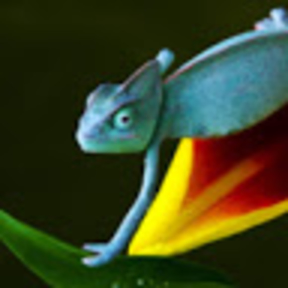 Meet your Posher, Abbie - Picture 1 of 1